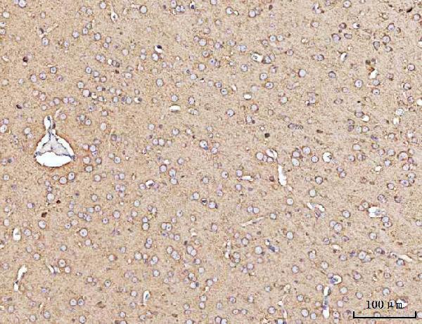 a05355 2 mark3 primary antibodies ihc testing 4