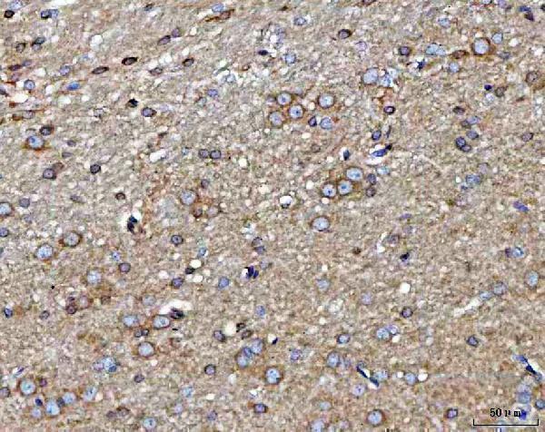 a05355 2 mark3 primary antibodies ihc testing 5