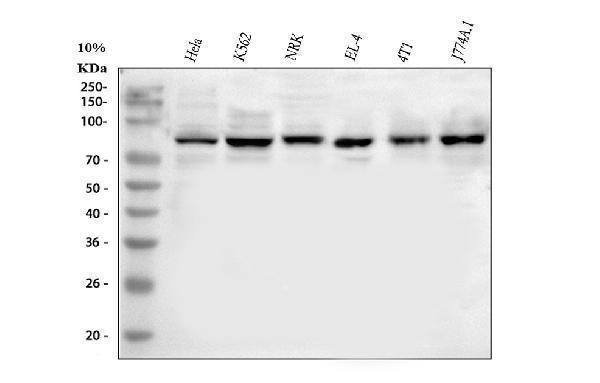  Western blot analysis of MARK3 using anti-MARK3 antibody (A05355-2)