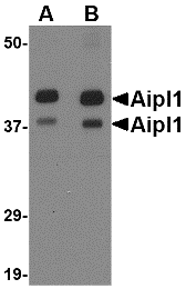 Western blot analysis of Aipl1 in rat brain tissue lysate with Aipl1 antibody at (A) 1 and (B) 2 μg/mL
