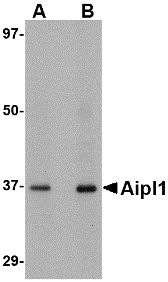 a05356 aipl1 primary antibodies wb testing 1