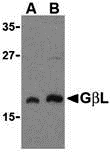 a05357 1 mlst8 primary antibodies wb testing 1