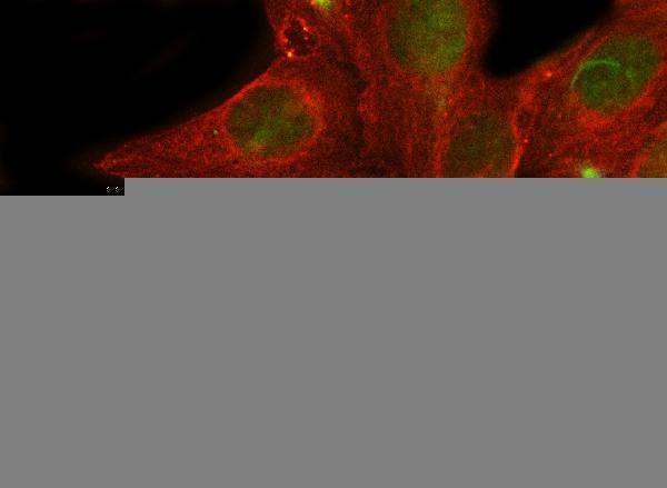 a05357 2 mlst8 primary antibodies if testing 7