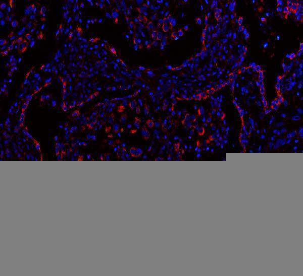 a05357 2 mlst8 primary antibodies if testing 9