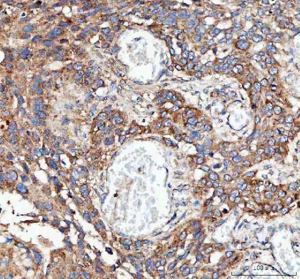  IHC analysis of MLST8 using anti-MLST8 antibody (A05357-2)