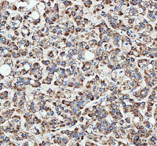  IHC analysis of MLST8 using anti-MLST8 antibody (A05357-2)