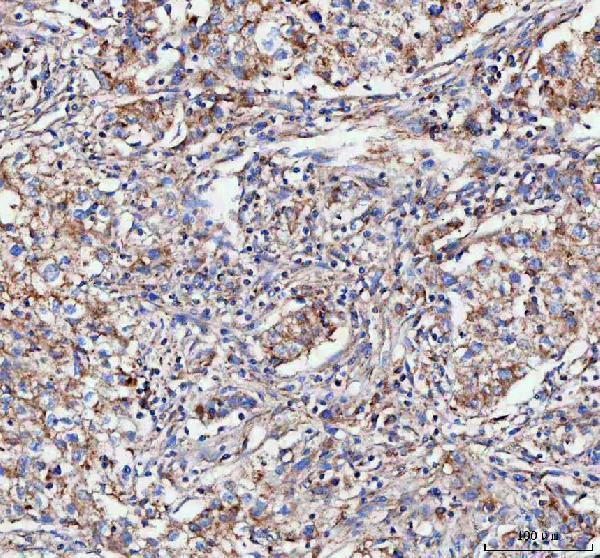 a05357 2 mlst8 primary antibodies ihc testing 4