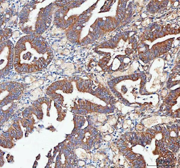 a05357 2 mlst8 primary antibodies ihc testing 5