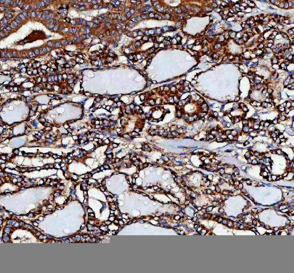 a05357 2 mlst8 primary antibodies ihc testing 6
