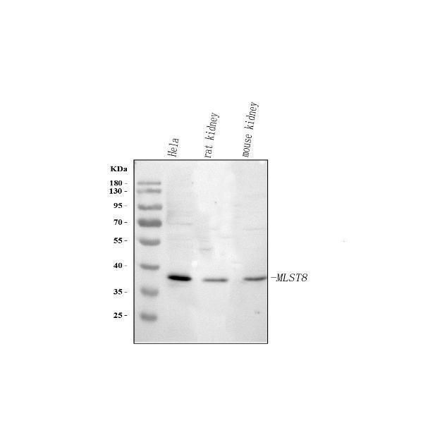  Western blot analysis of MLST8 using anti-MLST8 antibody (A05357-2)