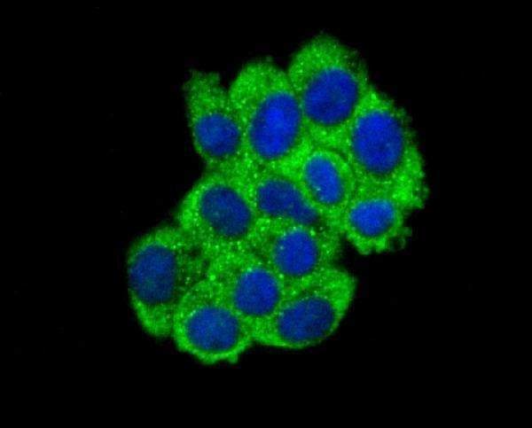ICC staining ABCF1 in HepG2 cells (green)