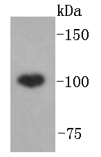 Western blot analysis of ABCF1 on Hela lysates using anti-ABCF1 antibody at 1/1,000 dilution