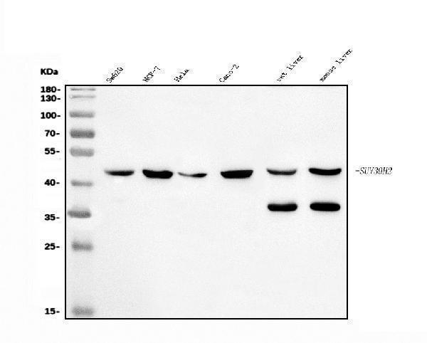 a05361 2 suv39h2 primary antibodies wb testing 1