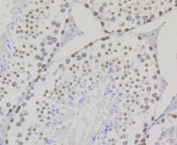 Immunohistochemical analysis of paraffin-embedded mouse testis tissue using anti- SUV39H2 antibody
