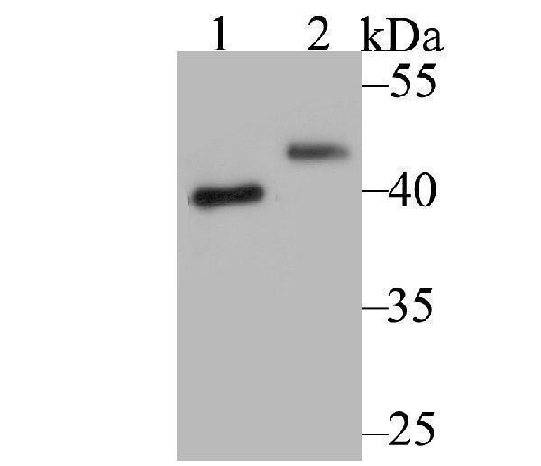 Western blot analysis of SUV39H2 on SiHa cell (1) and A549 cell (2) lysate using anti- SUV39H2 antibody at 1/1,000 dilution