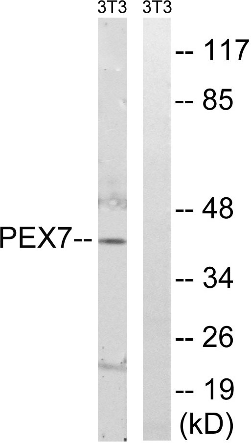 Western blot analysis of lysates from NIH/3T3 cells, using PEX7 Antibody