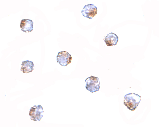 a05368 1 aak1 primary antibodies icc testing 2