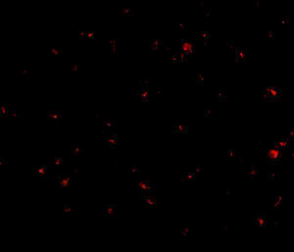 a05368 1 aak1 primary antibodies if testing 3