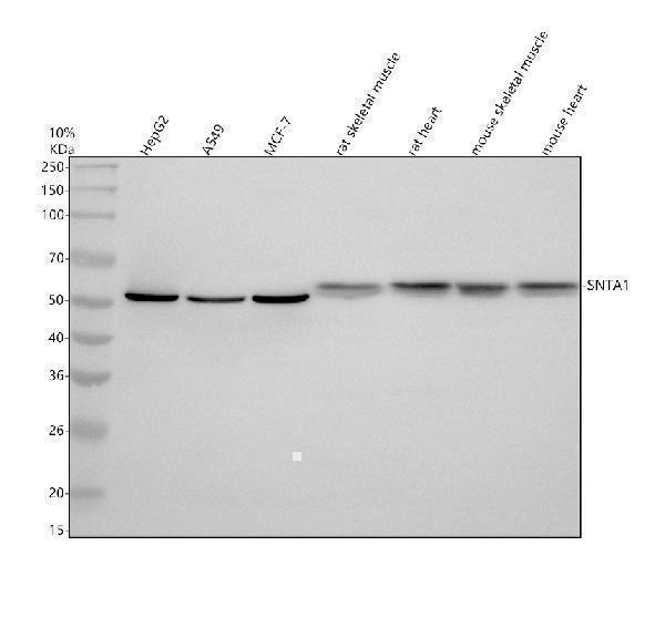 Western blot analysis of SNTA1 using anti-SNTA1 antibody (A05370-3)