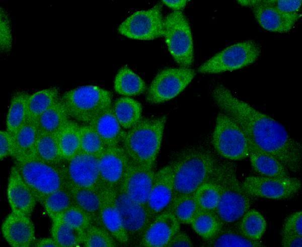 ICC staining Syntrophin alpha 1 in LOVO cells (green)