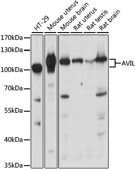 Western blot analysis of extracts of various cell lines, using AVIL antibody  at 1:1000 dilution