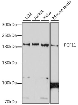 Western blot analysis of extracts of various cell lines, using PCF11 antibody  at 1:1000 dilution