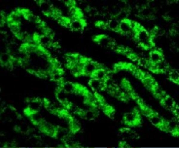 Immunofluorescence of CAD in Mouse Kidney cells with CAD antibody at 10 μg/mL