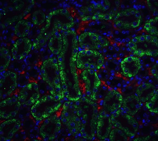 a05374 2 dffb primary antibodies if testing 5