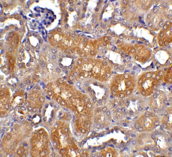 a05374 2 dffb primary antibodies ihc testing 4