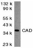 Western blot analysis of CAD in mouse kidney tissue lysate with CAD antibody at 2 μg/mL
