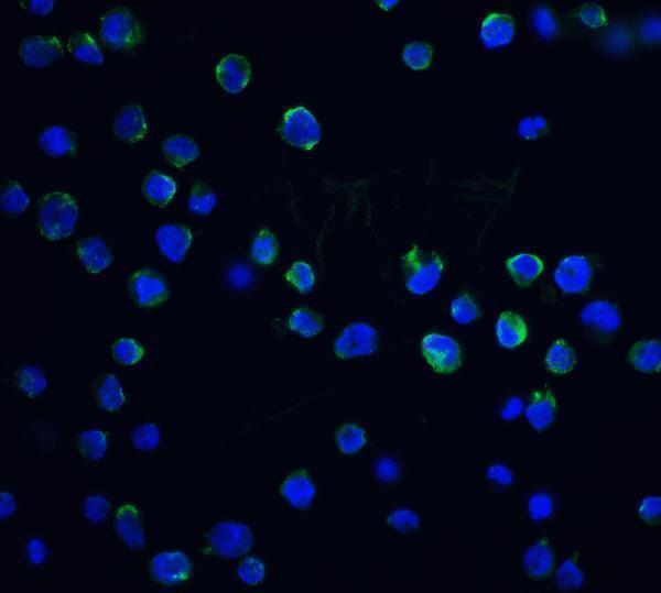 a05374 3 dffb primary antibodies if testing 3