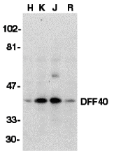 a05374 3 dffb primary antibodies wb testing 1
