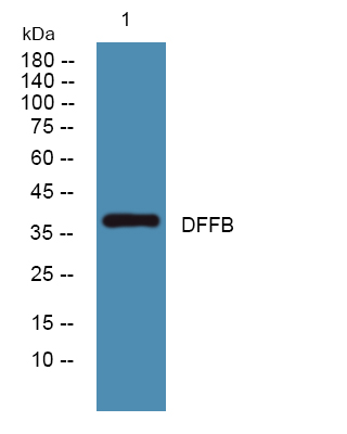 a05374 dffb primary antibodies wb testing 2