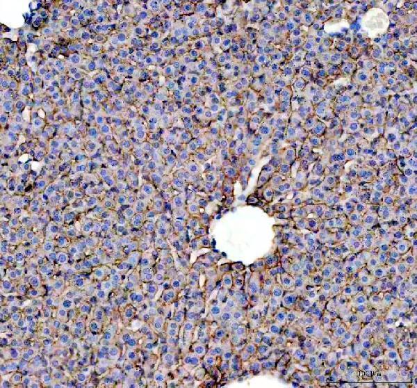  IHC analysis of ASGR1 using anti-ASGR1 antibody (A05376-1)