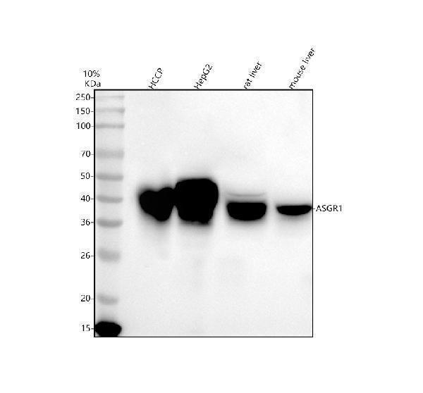  Western blot analysis of ASGR1 using anti-ASGR1 antibody (A05376-1)