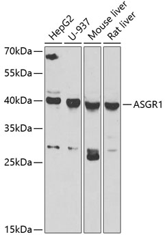 Western blot analysis of extracts of various cell lines, using ASGR1 antibody  at 1:1000 dilution
