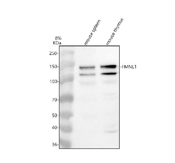 Western blot analysis of FMNL1 using anti-FMNL1 antibody (A05377-1)