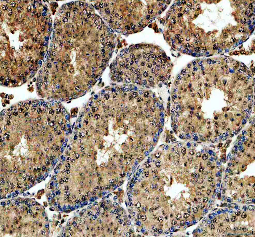 a05380 1 hspbp1 primary antibodies ihc testing 1