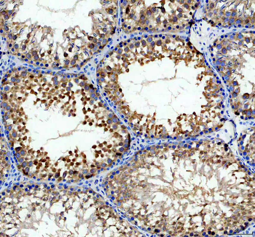 a05380 1 hspbp1 primary antibodies ihc testing 2