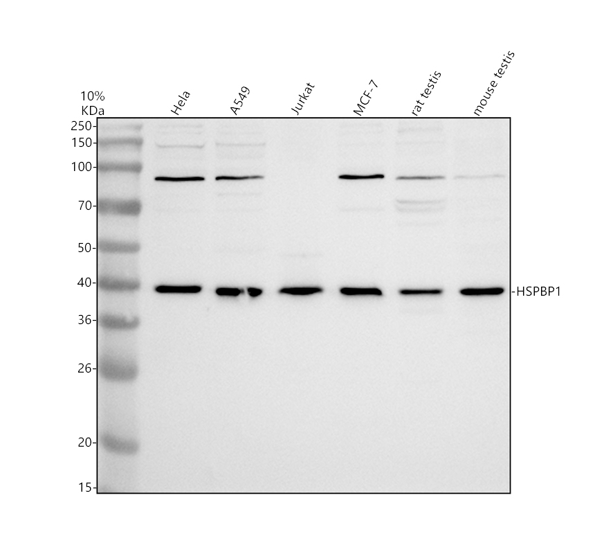 a05380 1 hspbp1 primary antibodies wb testing 1