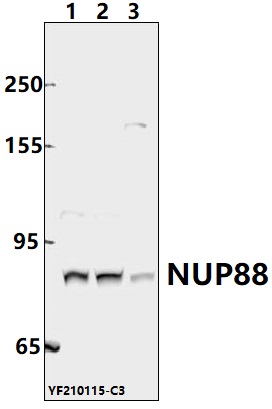a05382 1 nup88 primary antiboties wb testing 1