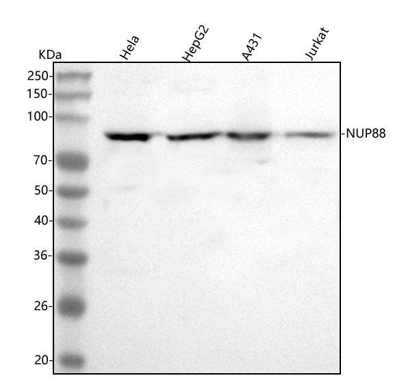  Western blot analysis of NUP88 using anti-NUP88 antibody (A05382-2)
