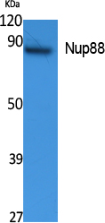 Western Blot analysis of extracts from K562 cells, using Nup88 Polyclonal Antibody