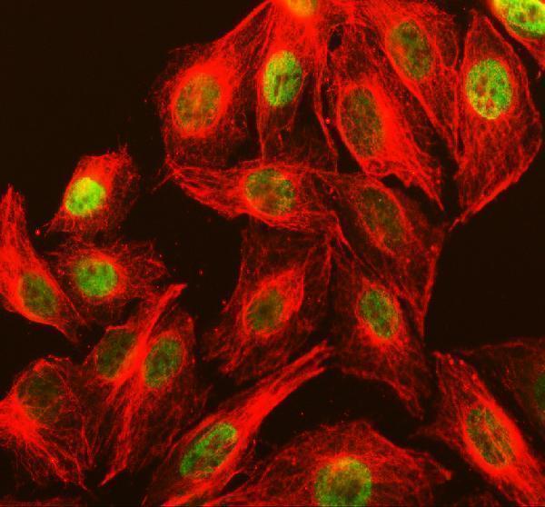 a05383 1 nasp primary antibodies if testing 1