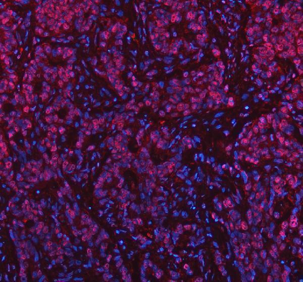 a05383 1 nasp primary antibodies if testing 2