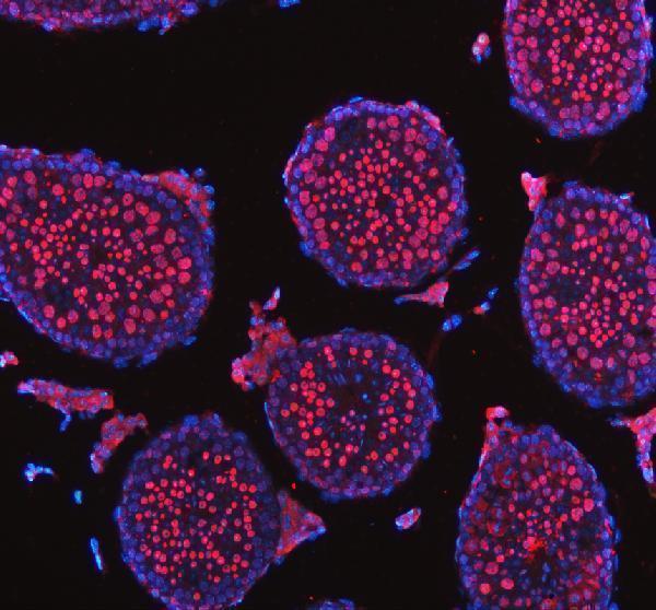 a05383 1 nasp primary antibodies if testing 3