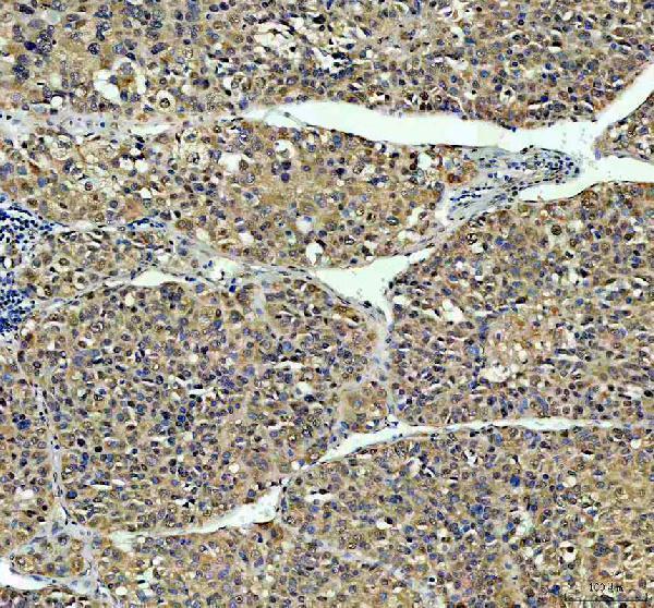 a05383 1 nasp primary antibodies ihc testing 1