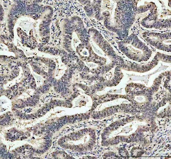a05383 1 nasp primary antibodies ihc testing 2