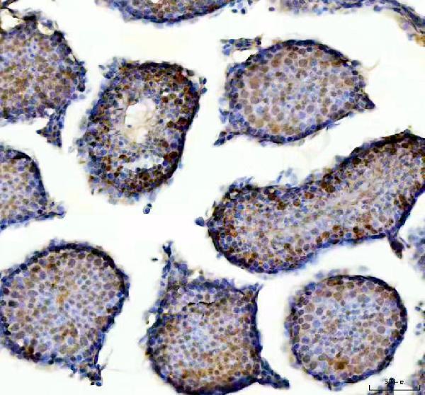 a05383 1 nasp primary antibodies ihc testing 3