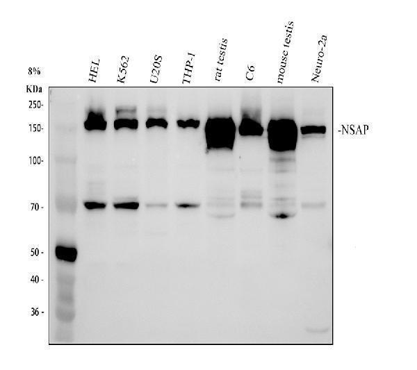 a05383 1 nasp primary antibodies wb testing 1